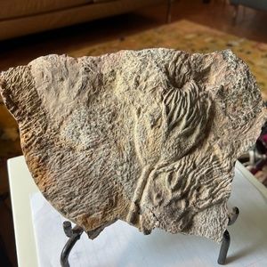 9x6” Inch Silurian Fossil Crinoid (Scyphocrinites) Plate-tiny crack - Morocco